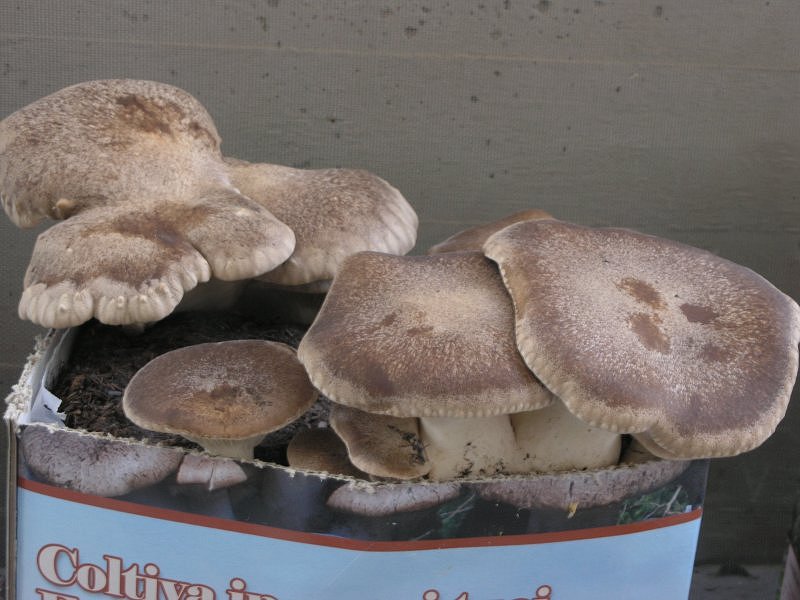 Se l''habitat naturale non risponde...........